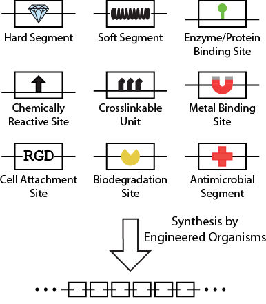 Protein polymer platform module diagram